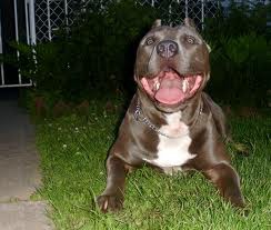 pitbull red nose 